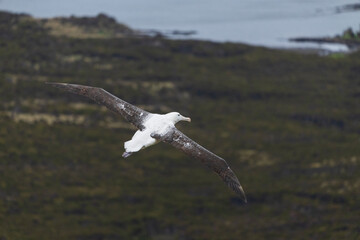 Wall Mural - Southern royal albatross (Diomedea epomophora)