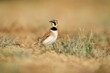Closeup shot of a horned lark bird perched on a dry field