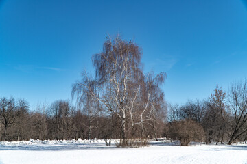 Wall Mural - trees in the snow