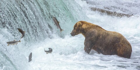 Sticker - Brown bear standing in flowing water and catching fish