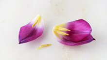 Floral Card With Beautiful Purple White Tulip Petals With Yellow Stamens Closeup On Marble Stone Background.