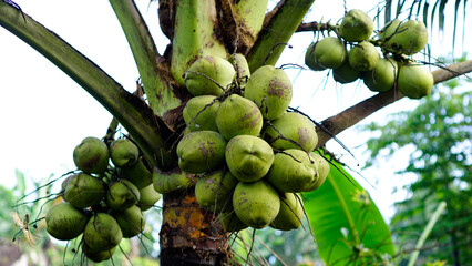 green coconuts on tree