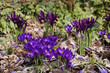 Crocuses and irises flowering in the early spring garden.