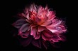  a large pink flower on a black background in the dark.  generative ai
