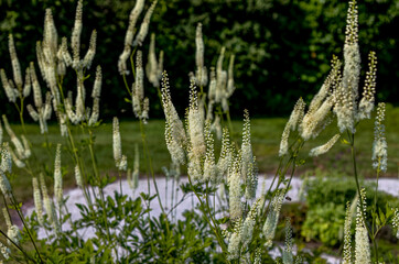 Poster - Black snakeroot (Actaea racemosa) known as the black cohosh, black bugbane or fairy candle. Plant native to eastern North America