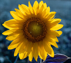 Canvas Print - sunflower on blue background