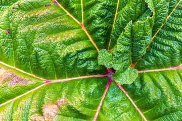 Canvas Print - leaf texture