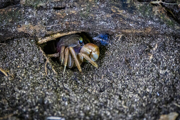 Wall Mural - caribbean hermit crab