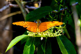 Fototapeta Tęcza - orange butterfly on leaf