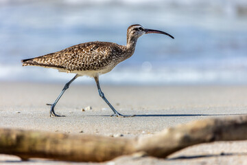 Wall Mural - Whimbrel