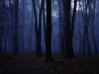 Wall Mural - Scary forest at dusk. Fog in the dark woods. Silhouettes of leafless trees.