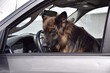 dog in car embarrassed