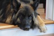 german shepherd dog, resting, calm, sad, waiting