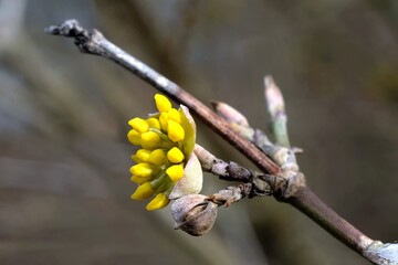 Wall Mural - The blooming tree with yellow flowers - Cornus mas (Cornelian cherry, European cornel or Cornelian cherry dogwood) in very early spring