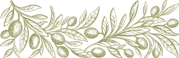 Wall Mural - Engraved olive branch.  Vector texture tree, sketch green fruits. Hand drawn illustration for italian cuisine design or extra virgin oil food. Farm fresh harvest
