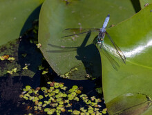 Blue Dasher Dragonfly In Swampy Area