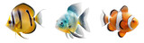 Fototapeta Na drzwi - Collection of colorful fish on a transparent or white background