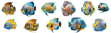 Collection Of Colorful Fish On A Transparent Or White Background