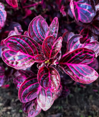 Wall Mural - Selective focus. The leaves of Iresine herbstii Hook in the herb garden.
