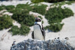south african penguin standing on the beach