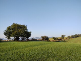 Green fresh grass on the meadow or garden and in the nature. Slovakia