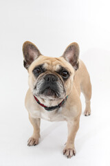 Sticker - French Bulldog in studio