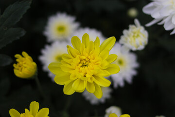 Wall Mural - Yellow chrysanthemum flower is blooming in the farm.