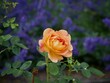 canvas print picture - Rose Flower in Late Summer