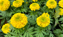 Yellow Marigold Flower In Garden