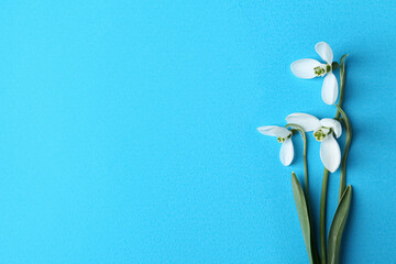 Wall Mural - Beautiful snowdrops on light blue background, flat lay. Space for text
