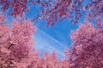 Cherry blossom trees in Flushing Meadows Corona Park at New York City