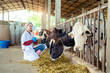 © ND STOCK - Young woman veterinarian satisfied with milk quality on dairy farm , Agriculture industry, farming and animal husbandry concept ,Cow on dairy farm eating hay,Cowshed.