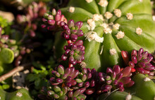 Jelly Bean Succulents (Sedum Rubrotinctum)