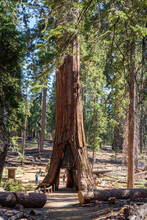 The California Tunnel Tree. The Tunnel Was Carved Through The Tree In 1895 To Allow Horse-drawn Stages To Pass Through In Mariposa Grove, Yosemite National Park, California, USA.