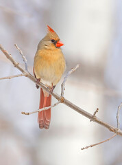 Wall Mural - Northern Cardinal female perched on the tree branch, Quebec, Canada