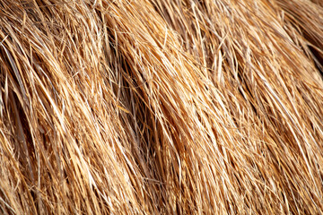 Sticker - Dry hay as an abstract background.