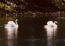 Swans Swimming In A Pond