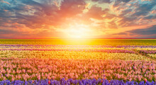Beautiful Hyacinth Field With Amazing Sunset - Spring Flowers