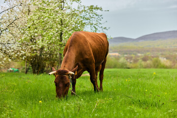 a horned cow grazes in a meadow on a cloudy day