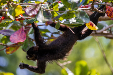 Wall Mural - Howler Monkey