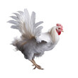 flying white chicken isolated on background