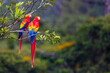 Red Macaw Ara