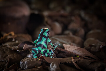 Wall Mural - reen and black poisoned dart frog