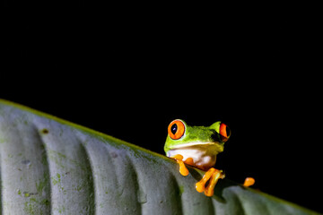 Wall Mural - red eyed frog