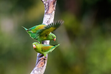 Wall Mural - Orange Cheeked Parakeet Parrot