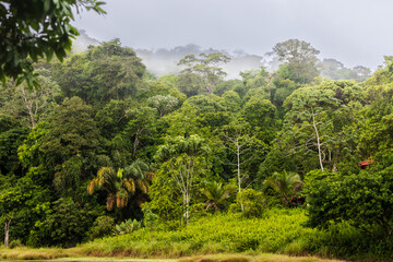 Canvas Print - tropical forest