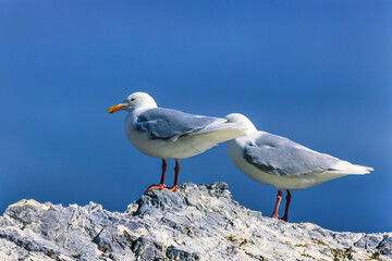 Wall Mural - Glaucous gulls on a rock in the arctic