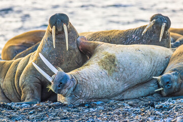 Sticker - Walrus resting on a beach in Svalbard