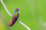 Fototapeta Tęcza - hummingbird on a branch