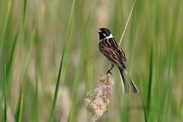 Wall Mural - Common reed bunting (Emberiza schoeniclus) in the nature habitat. Wildlife scene from european nature.